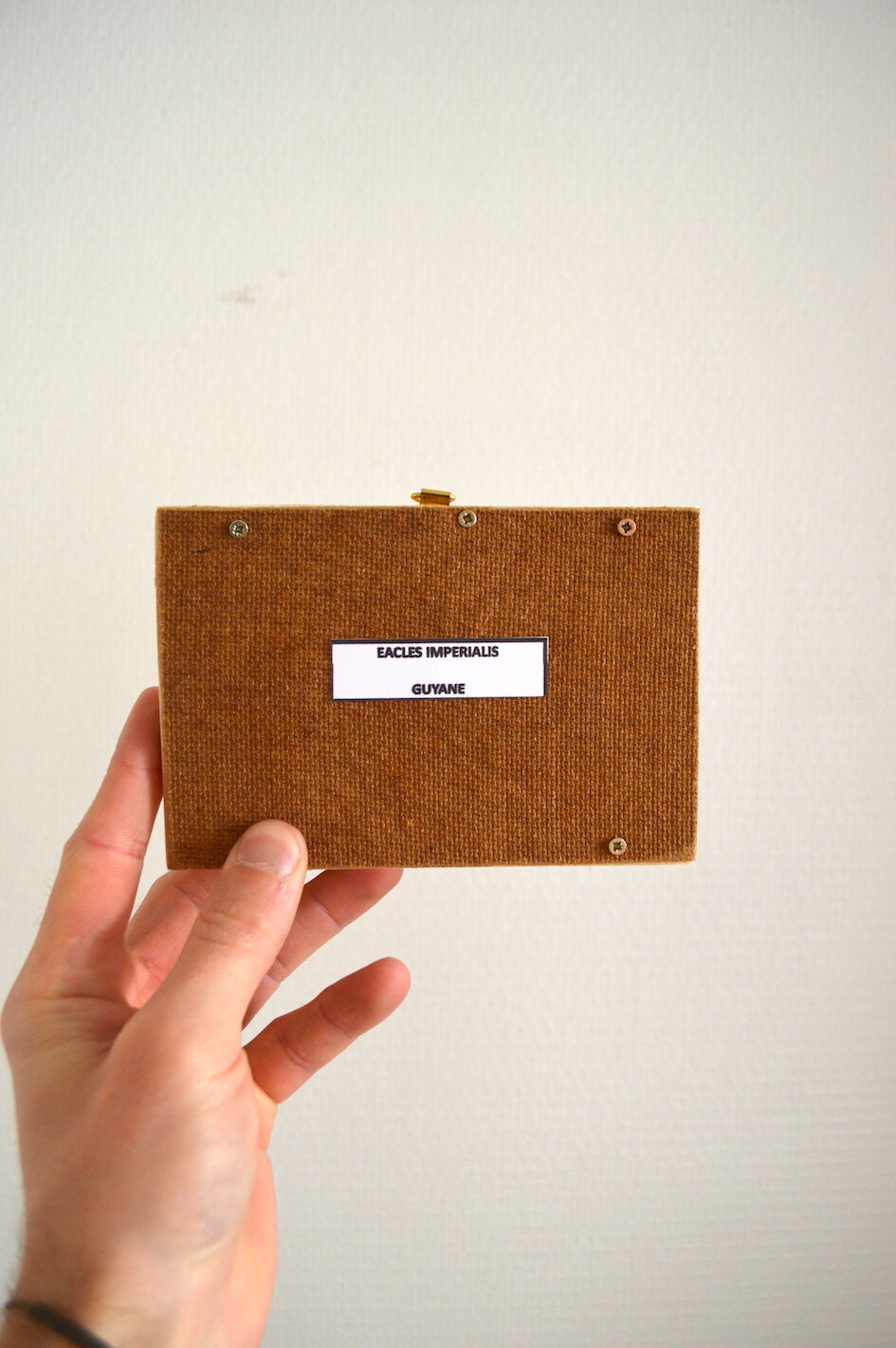 Butterfly naturalized imperialis