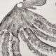 Framed art print, "Octopus Print" (gyotaku)