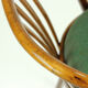 Bentwood chairs by Ton design Antonin Suman, Czechoslovakia, circa 1960
