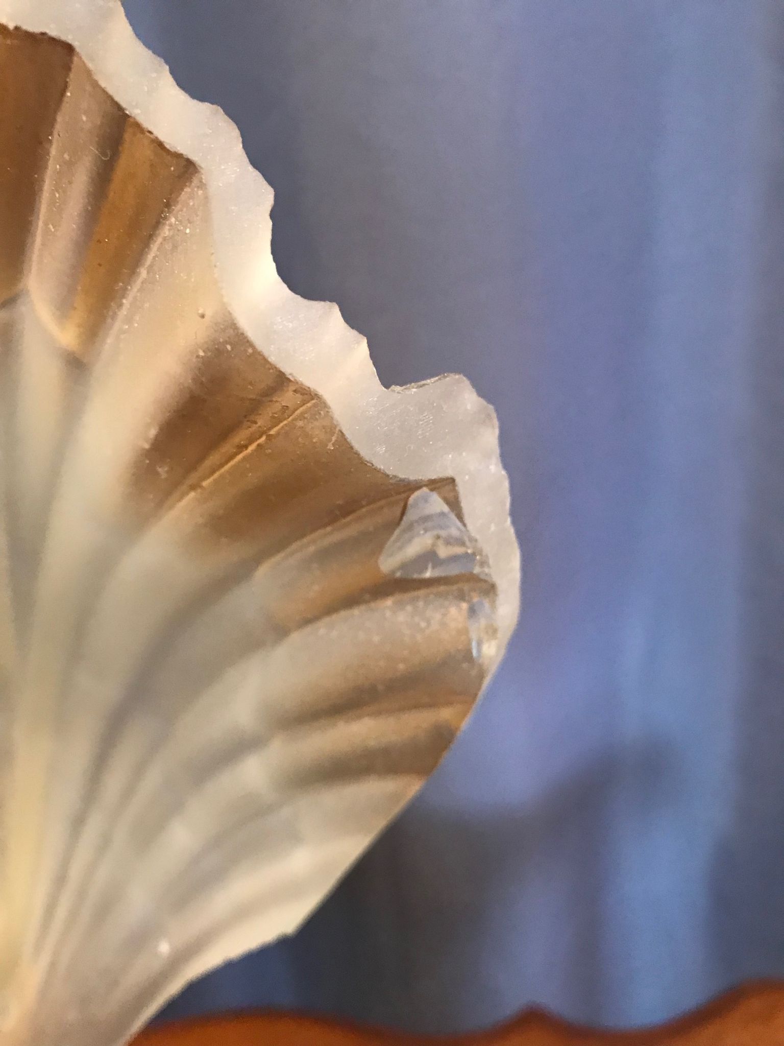 Shell lamp in gilded brass and molded glass 70s