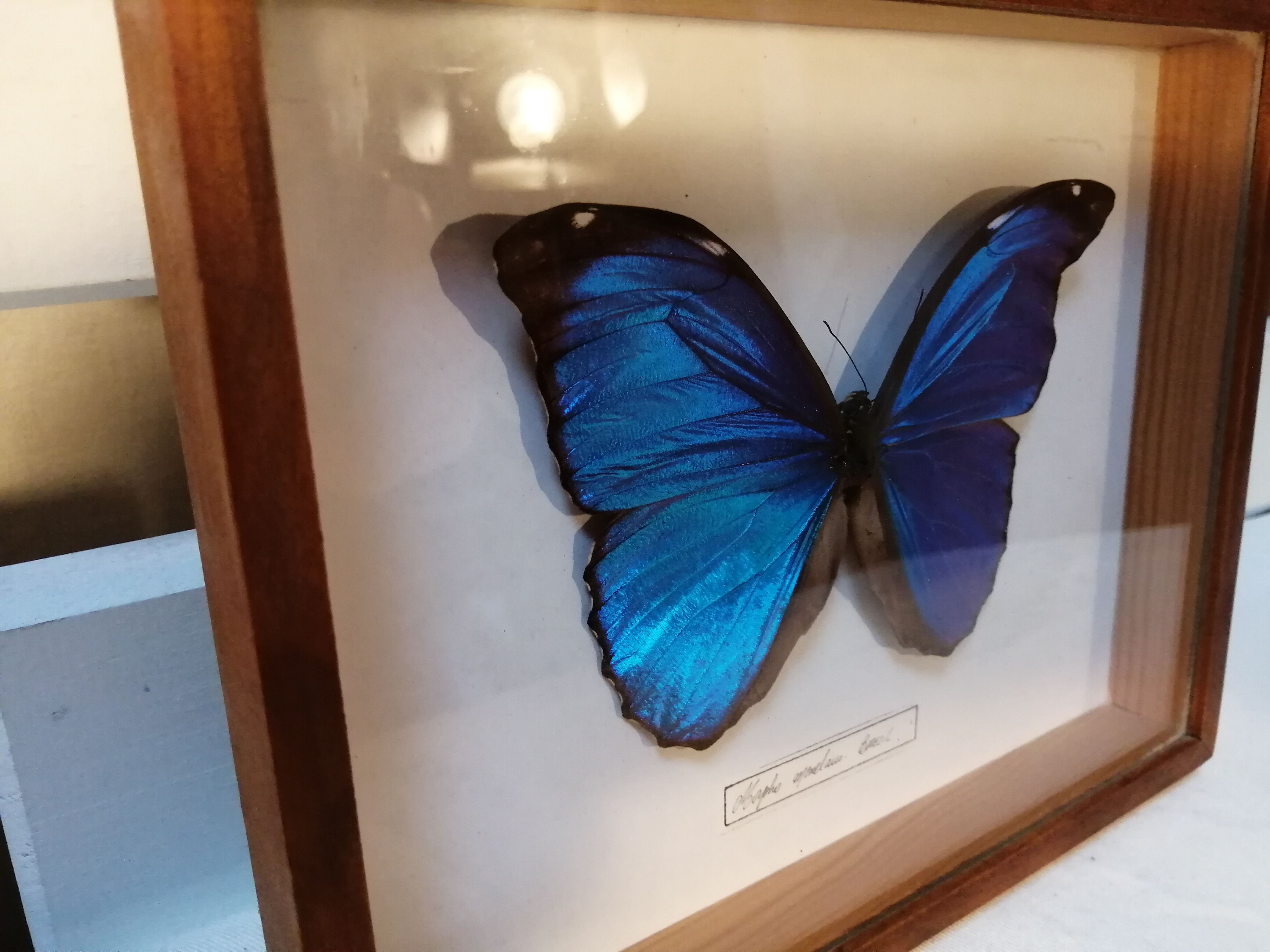 Butterfly frame Morpho Menelaus - Brazil