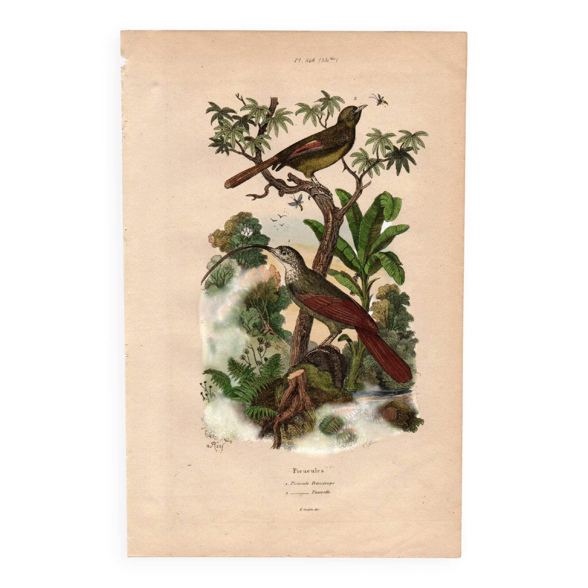 Old engraving from 1839 - Picucules by A. Fries