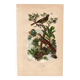 Gravure ancienne de 1839 - Picucules par A.Fries