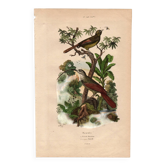 Gravure ancienne de 1839 - Picucules par A.Fries