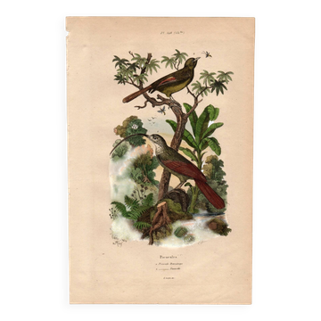 Gravure ancienne de 1839 - Picucules par A.Fries
