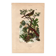 Gravure ancienne de 1839 - Picucules par A.Fries
