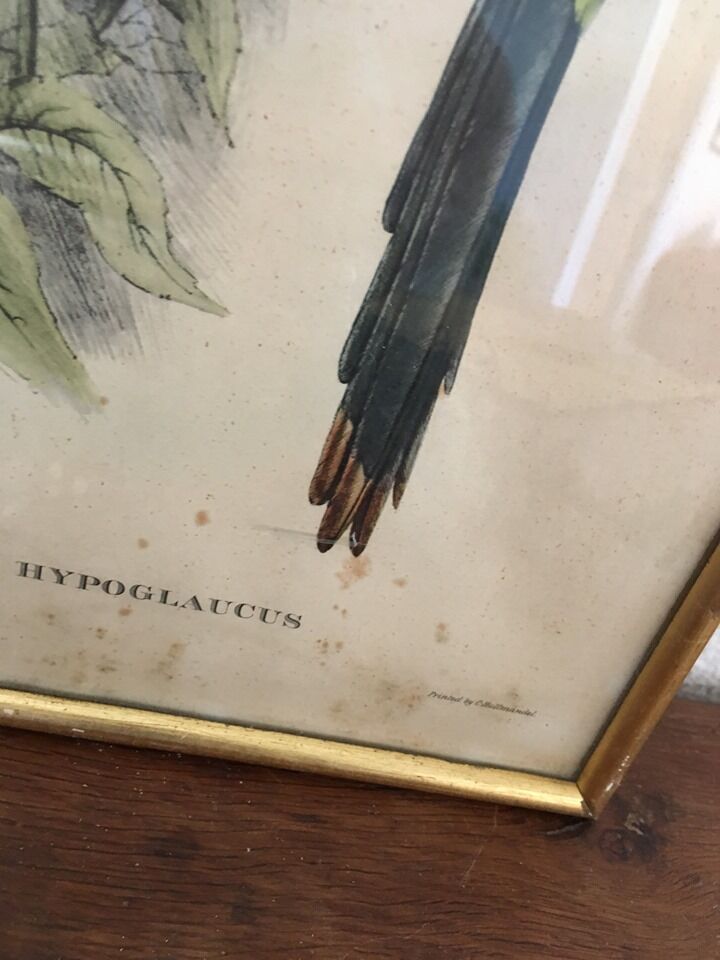 Planche ornithologique " Pteroglossus hypoglaucus " J&EGould