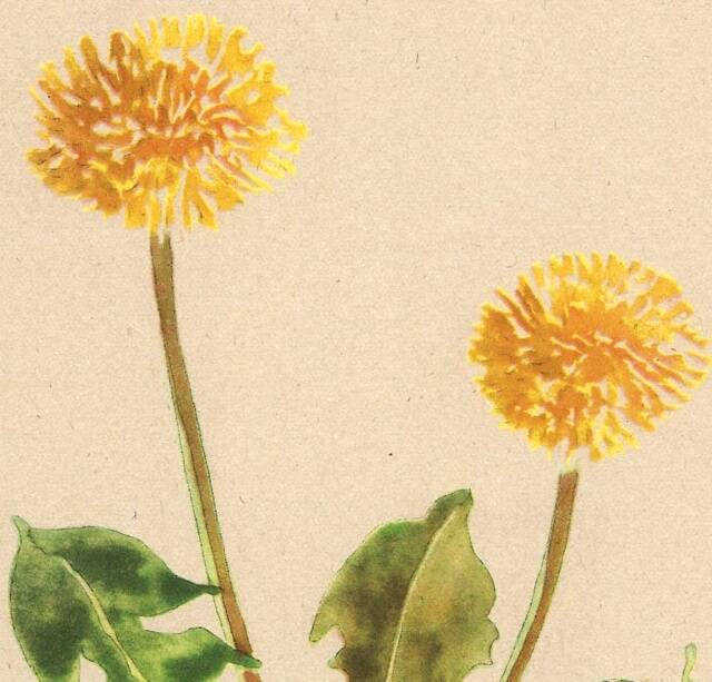 Illustration de 1948, Fleurs des prés, pissenlit par Strache