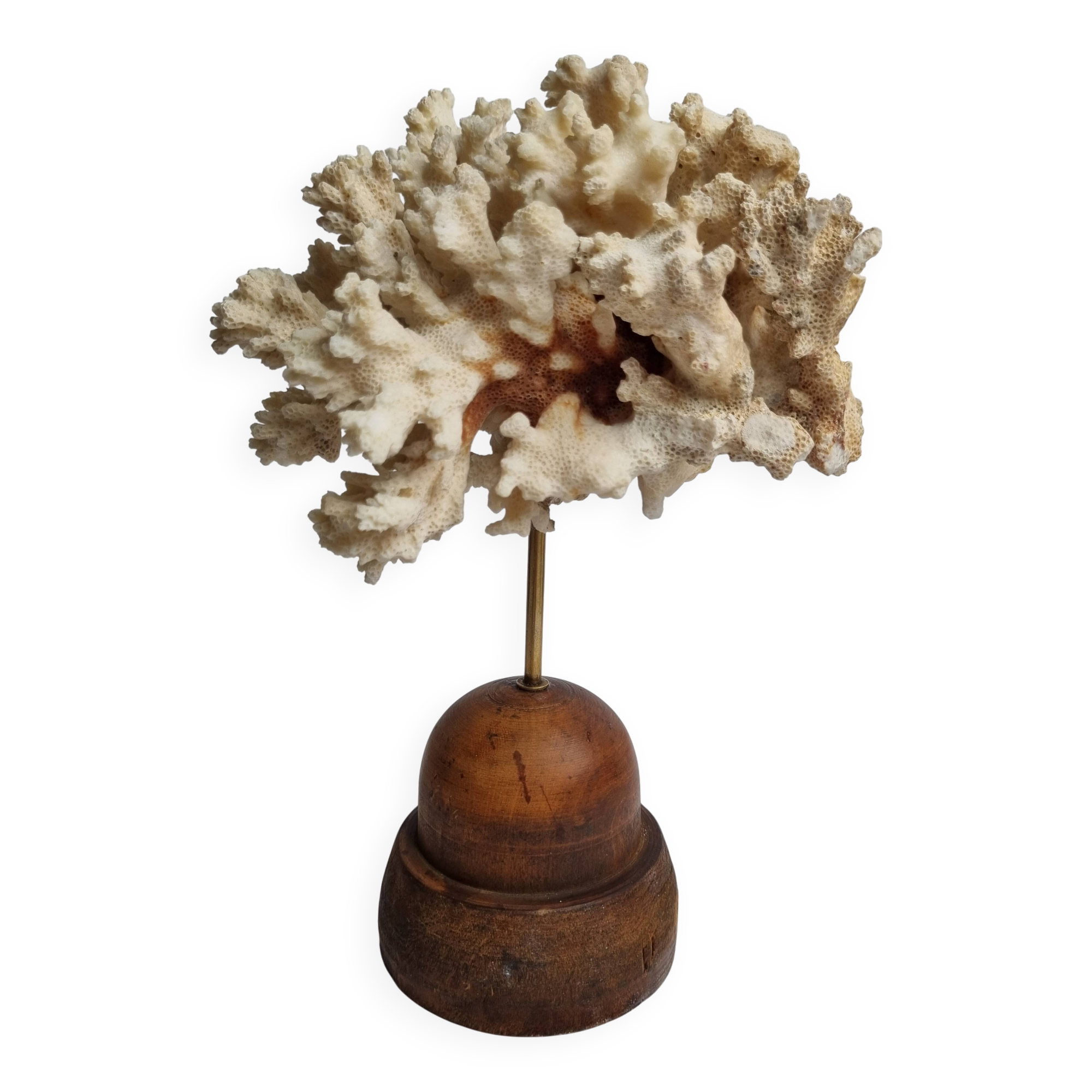 Antique ornamental coral Acropora on solid wood base, 16 cm