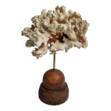 Antique ornamental coral Acropora on solid wood base, 16 cm