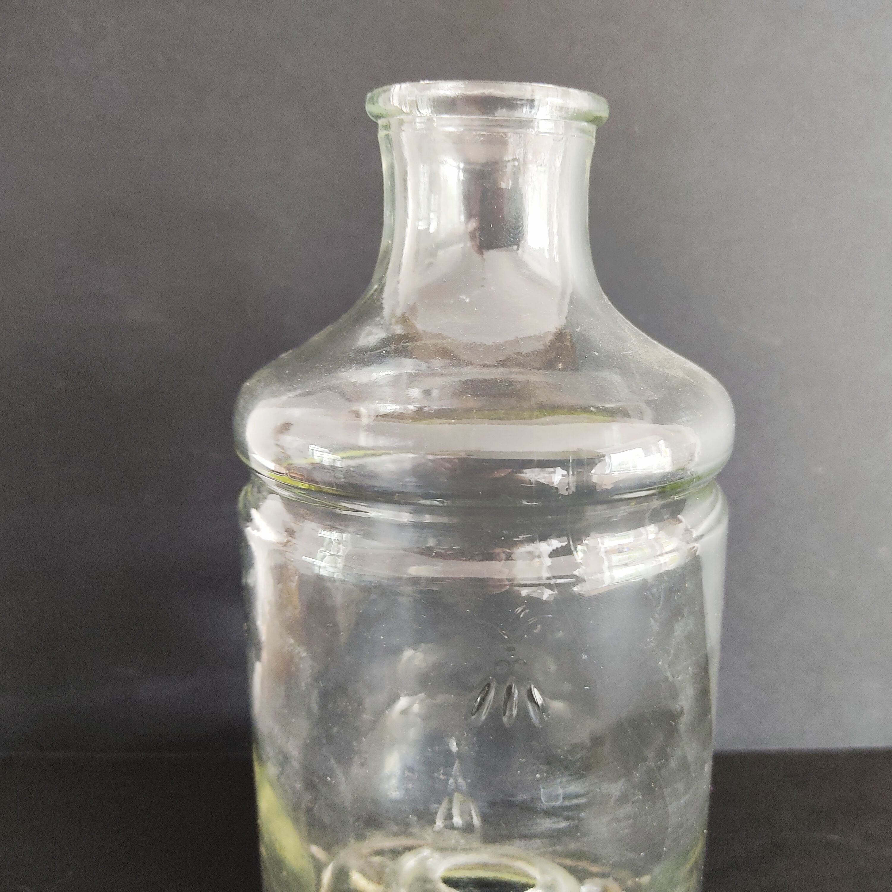 Flies and wasps gap early 20th