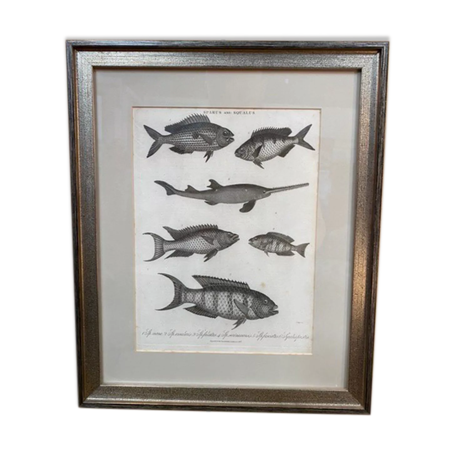 Fish engraving
