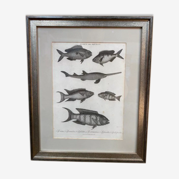 Fish engraving