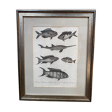 Fish engraving