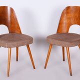 Set of Six Restored Mid-Century Modern Chairs, Beech, Czechia, 1950-1959