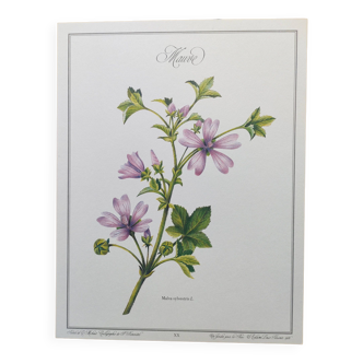 Botanical poster -Mauve- Illustration of medicinal plants and herbs by Michaud
