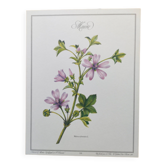 Affiche botanique -Mauve- Illustration de plantes médicinales et herbes de Michaud