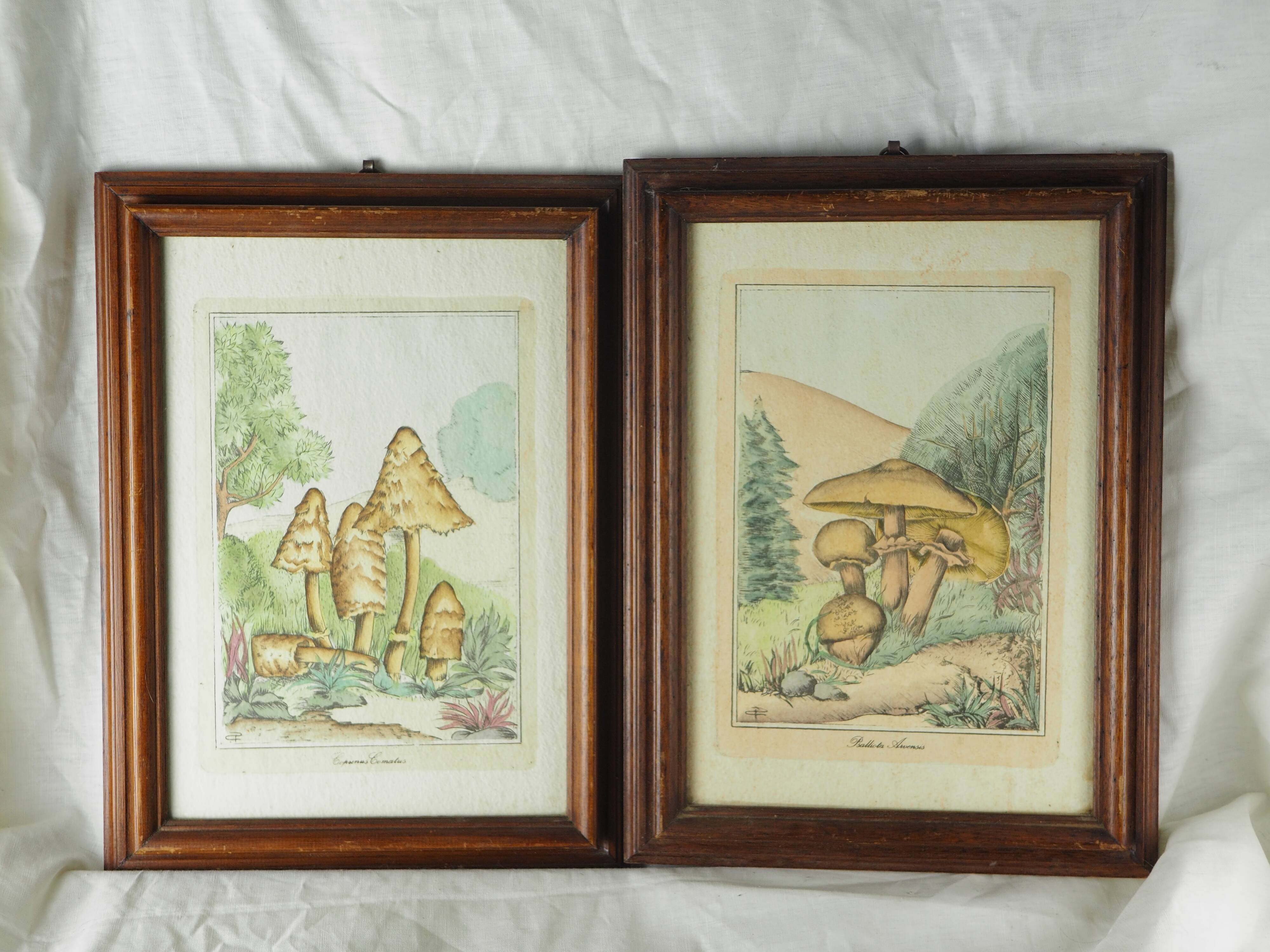 Pair of colorized mycological lithographs - Coprinus comatus, Psalliotta arvensis - 70s