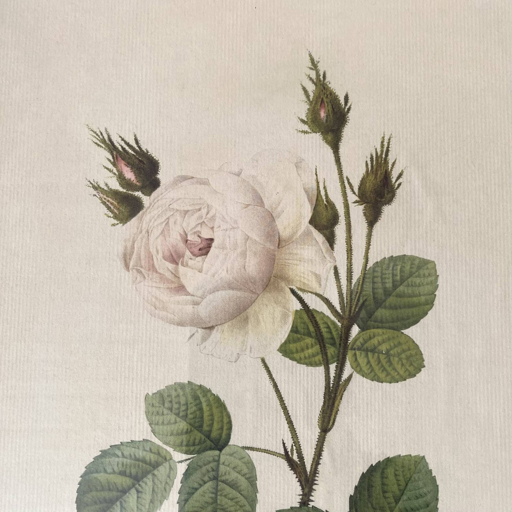 Botanical plate of white rose flowers framed.