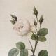 Botanical plate of white rose flowers framed.