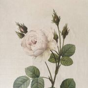 Planche botanique fleur de roses blanches encadrée
