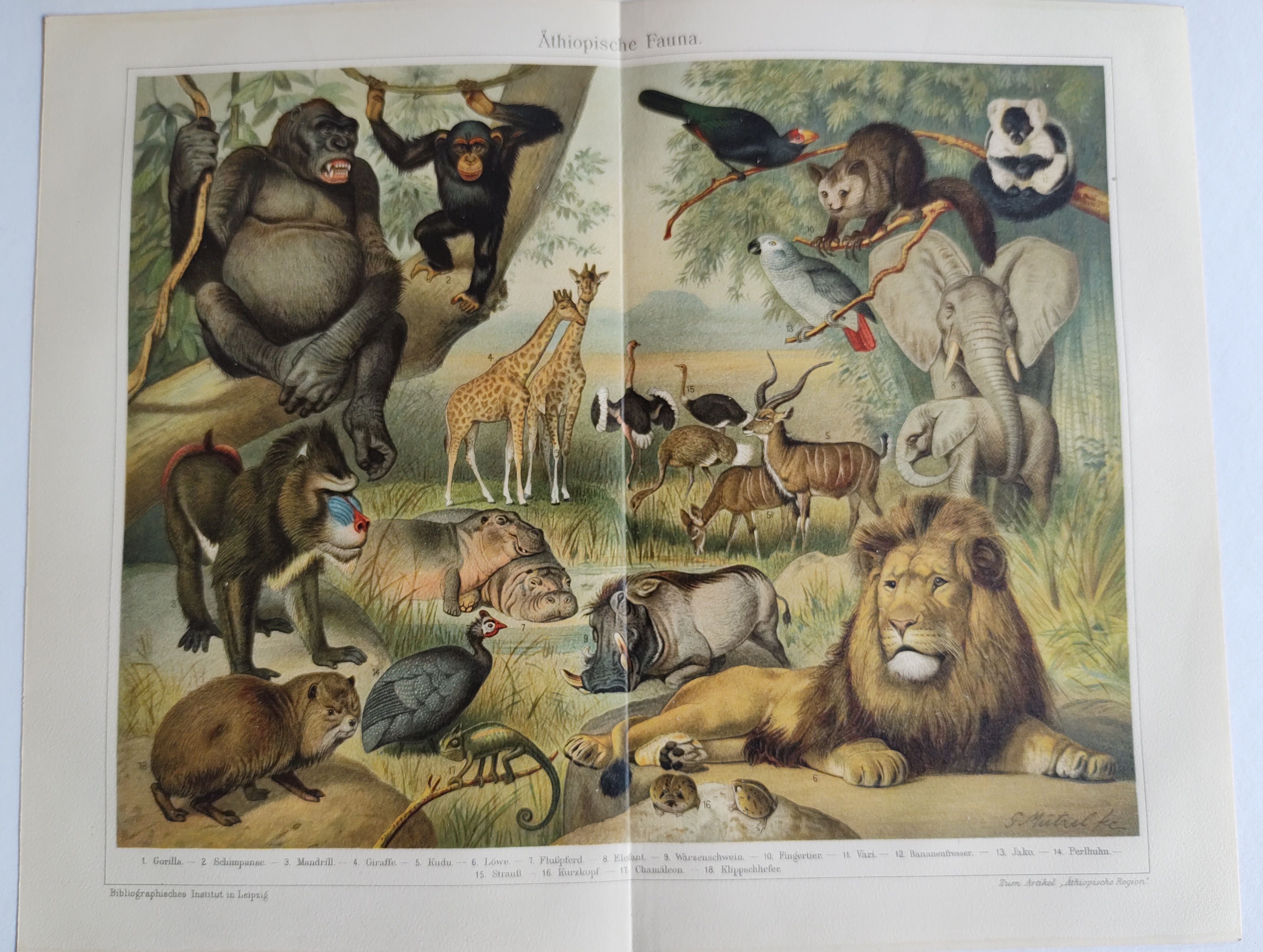 Gravure ancienne - Faune et animaux d'Afrique - Chromo-Lithographie originale de 1909