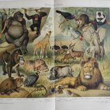 Gravure ancienne - Faune et animaux d'Afrique - Chromo-Lithographie originale de 1909