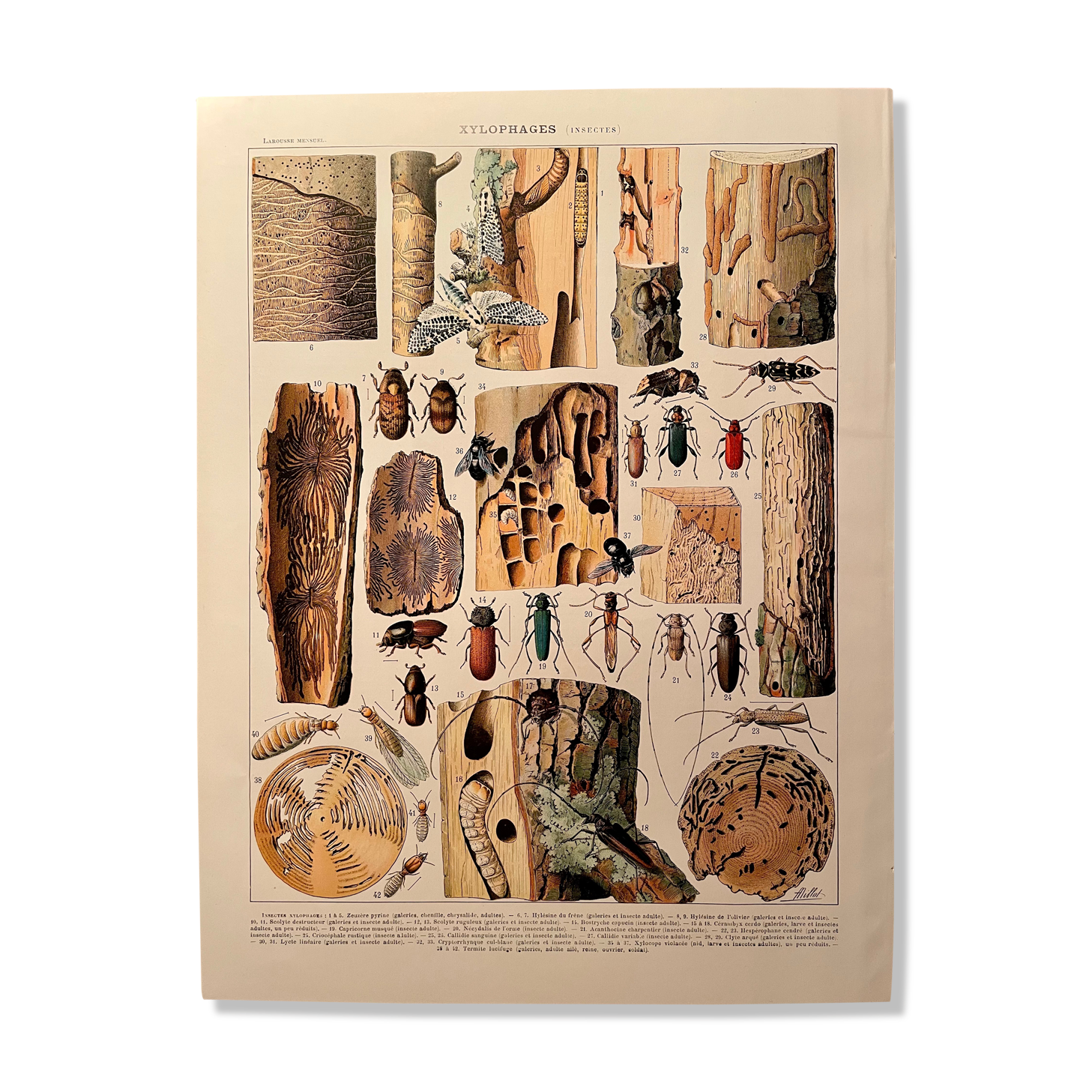 Lithograph on wood-boring insects (zeuzère) from 1907