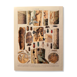 Lithograph on wood-boring insects (zeuzère) from 1907