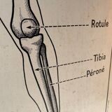 Old school map Anatomy