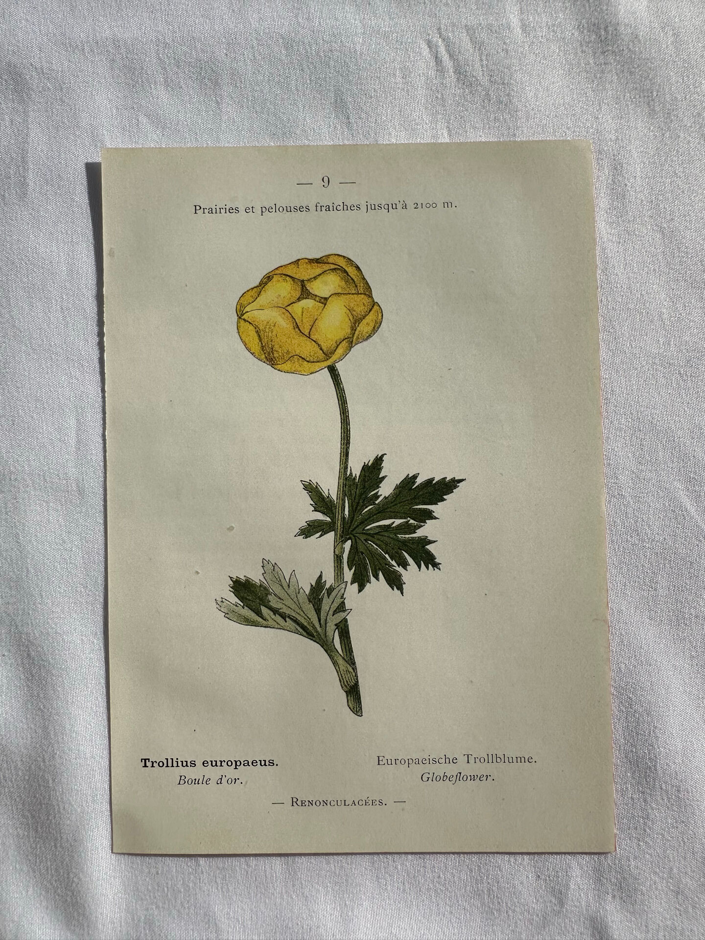 Planche Naturaliste – Gravure botanique ancienne 19eme  recto verso