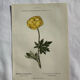 Planche Naturaliste – Gravure botanique ancienne 19eme  recto verso