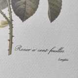 Large vintage botanical poster "hundred-leaf rosebush" PJ Redouté