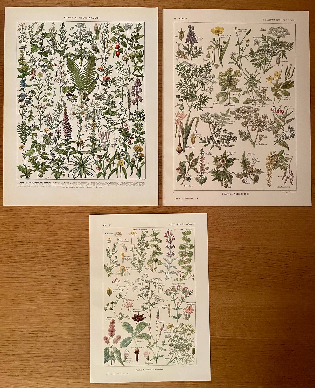 Réservé Stéphanie - Lot de 3 lithos plantes XXe s.
