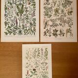 Reserved Stéphanie - Set of 3 20th century plant lithos.
