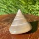 Petit coquillage : Trochus