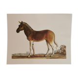Zoological board