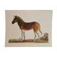 Zoological board