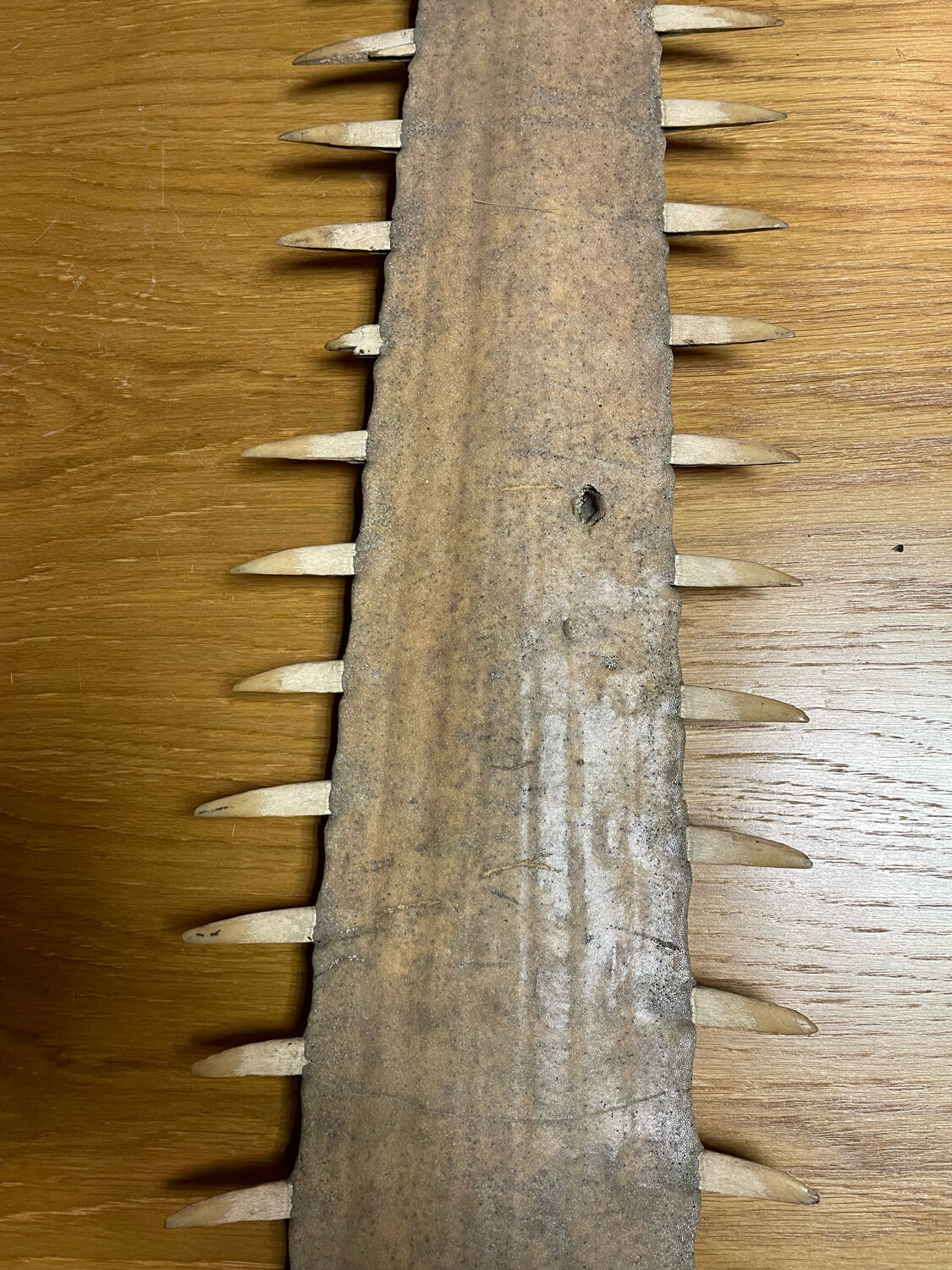 Old sawfish rostrum