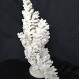 Corail blanc ancien