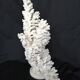 Corail blanc ancien