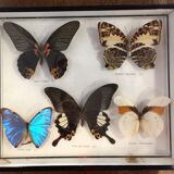 Frame 5 naturalized butterflies