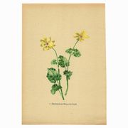 Illustration ancienne 1948 - Ficaire par Strache - Planche fleur vintage