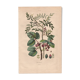 Botanical plate from 1839 - Pistachio trees - Old engraving of a kitchen tree