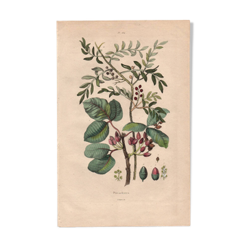 Planche botanique de 1839 - Pistachiers - Gravure ancienne arbre cuisine