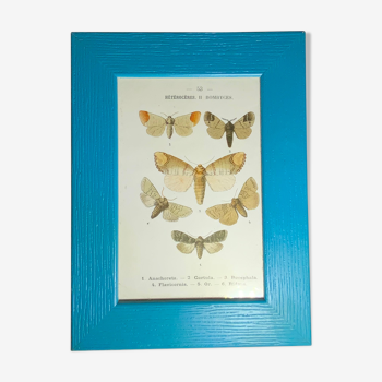 Ancient botanical engraving butterfly framed 1900 G Denise