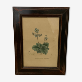Vintage botanical board plants blue flower frame ancient wood naturalist lithograph