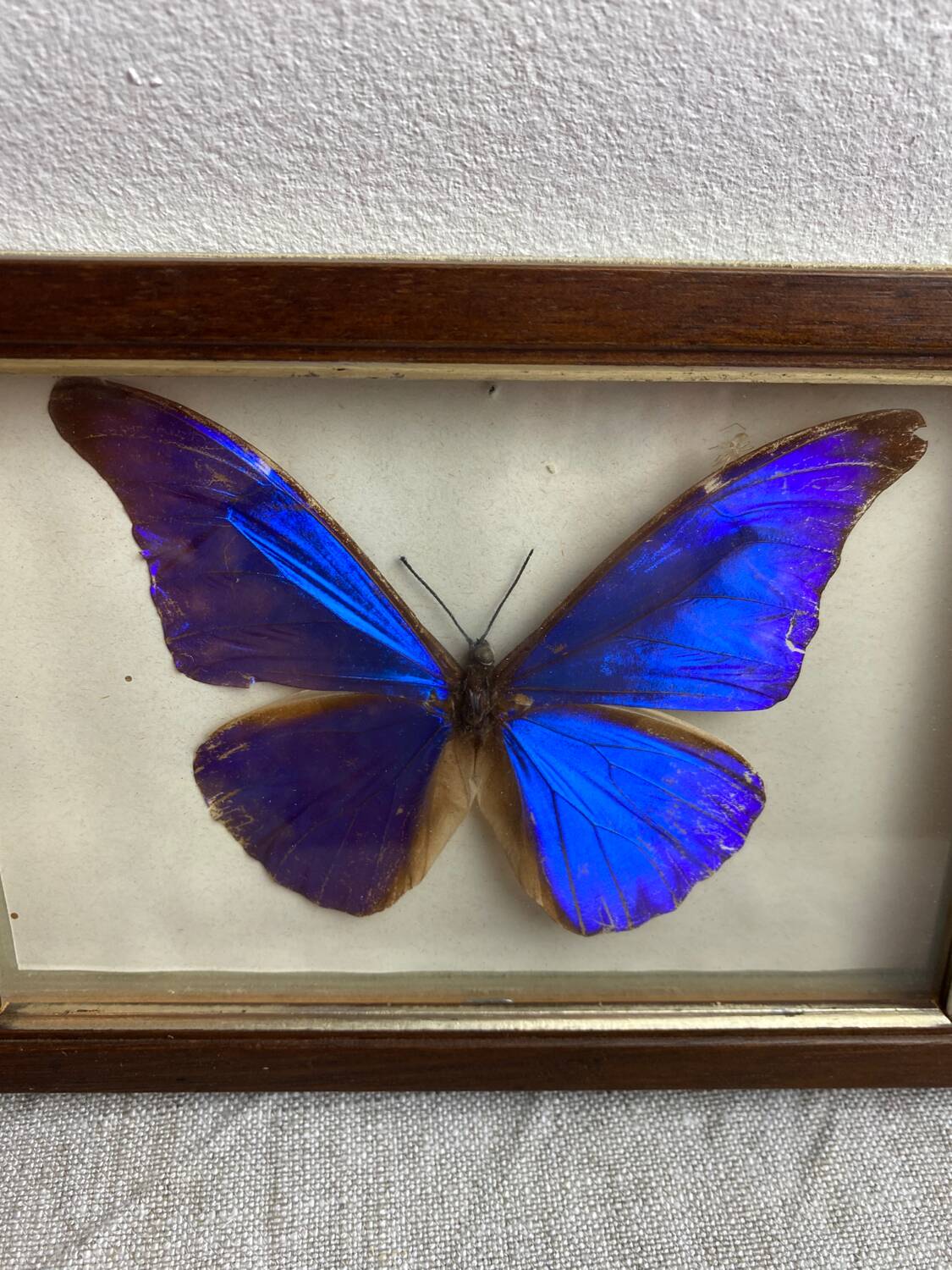 Naturalized butterfly frame under glass