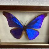 Naturalized butterfly frame under glass