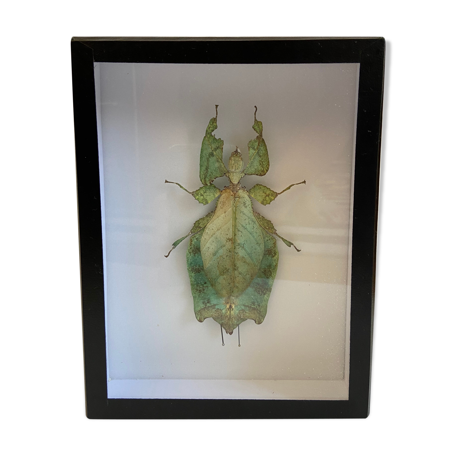Framed naturalized insect - Phyllium giganteum, Malaysia